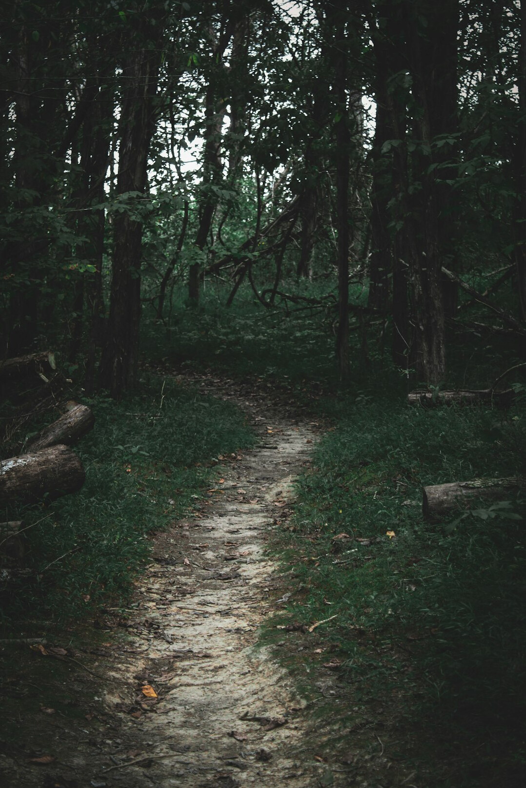mysterious forest path