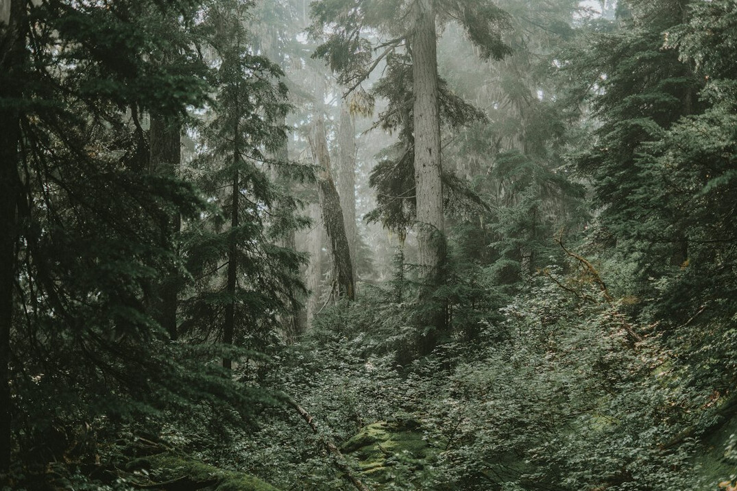ancient forest trees