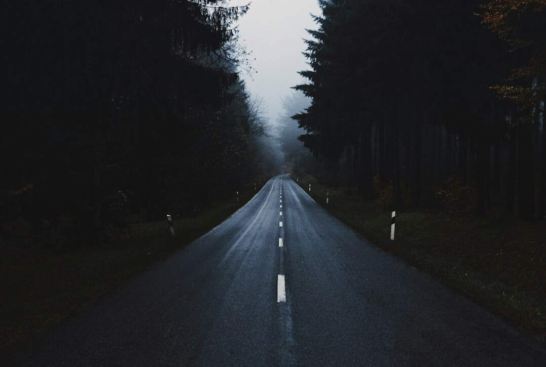 dark forest night lights