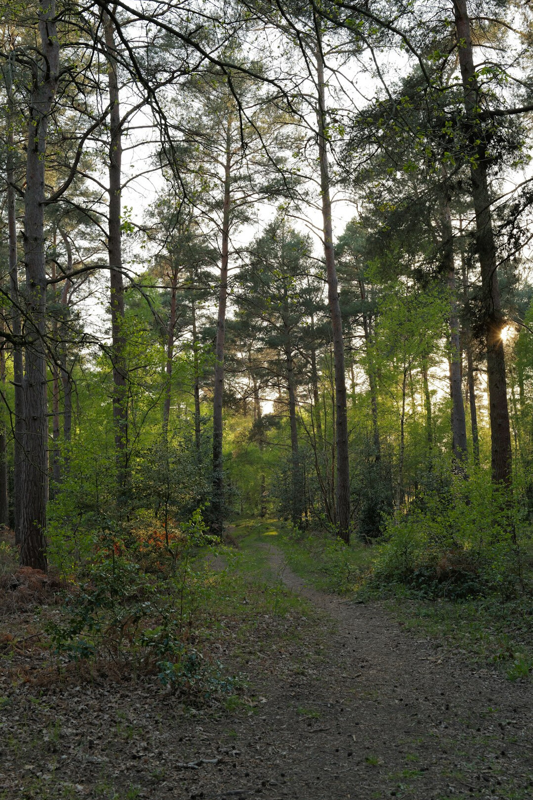 dense forest trail at dawn
